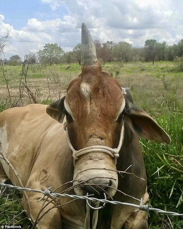 Lo sapevo!!! Gli unicorni esistono davvero!!!