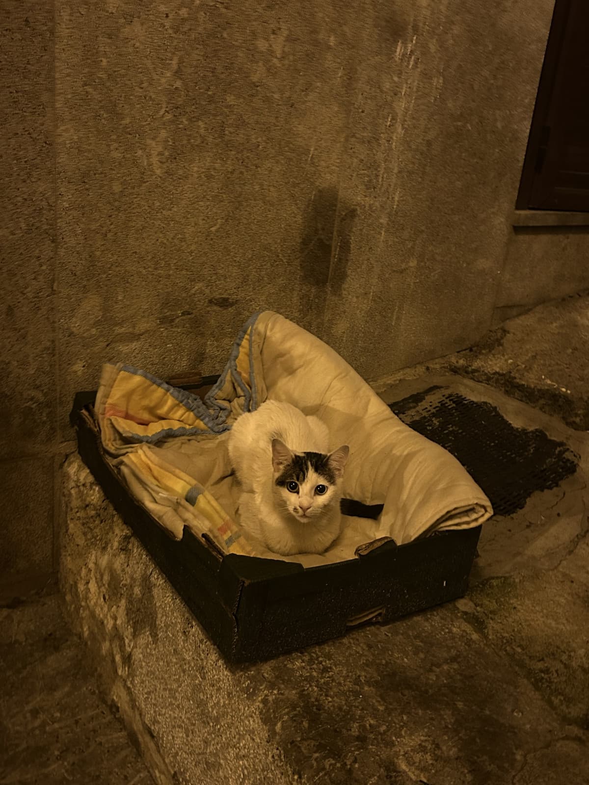 Uccidere un cagnolino o mangiare a vita, una volta al giorno, una zuppa di capelli?