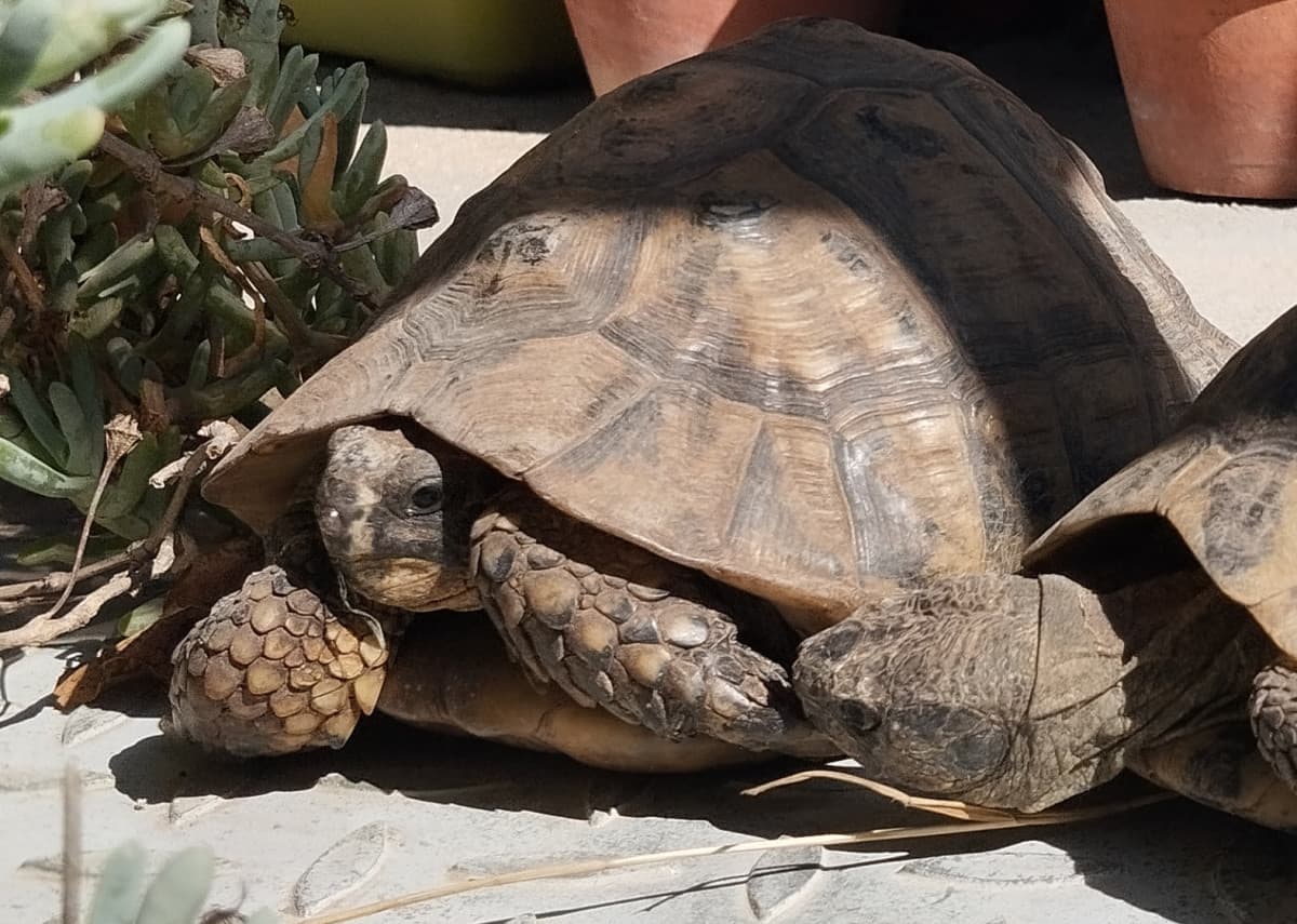 Tutle molesta Pippo😔 guardate in che posizione è la povera Pippo