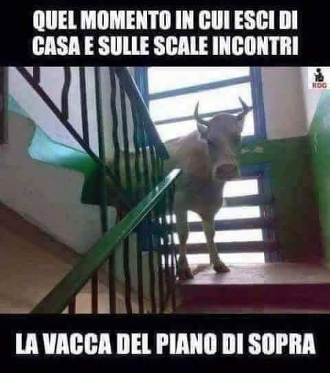 Quanti di voi hanno una vacca come vicina ?