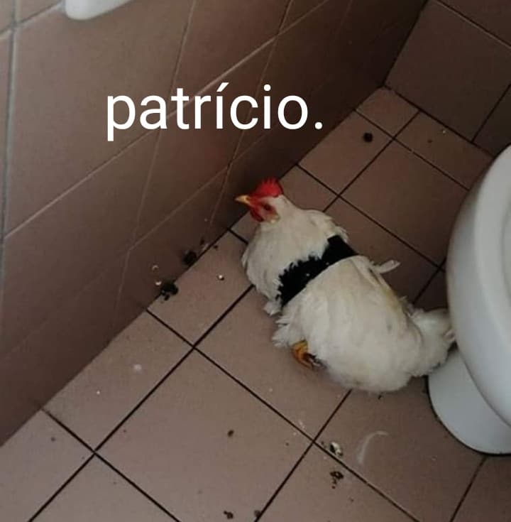 Patrício.