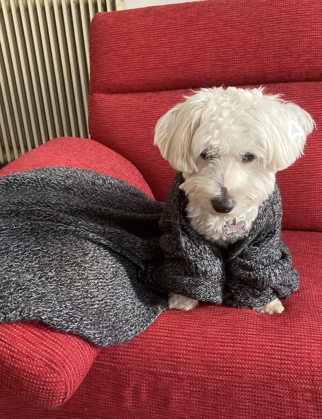 Vi presento Snack un mix fra maltese e west highlander (maltie) di 10 mesi. È come sembra come carattere.