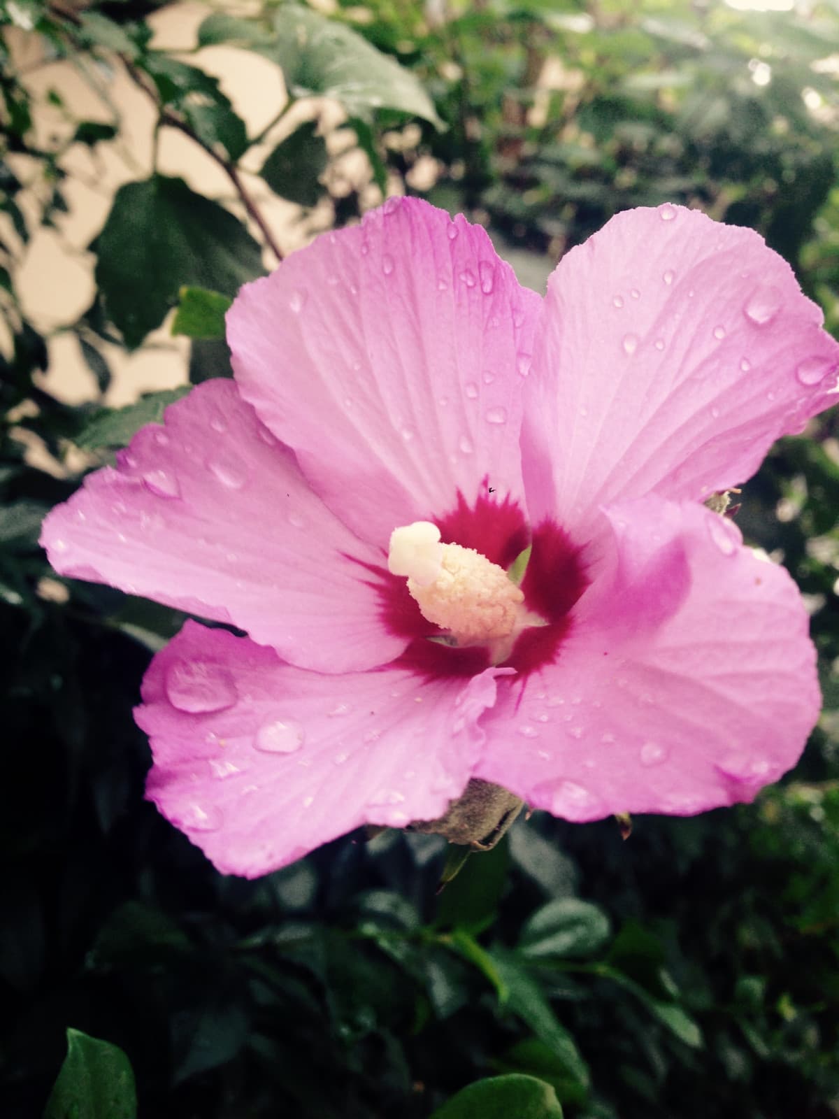 Flower with dew ?