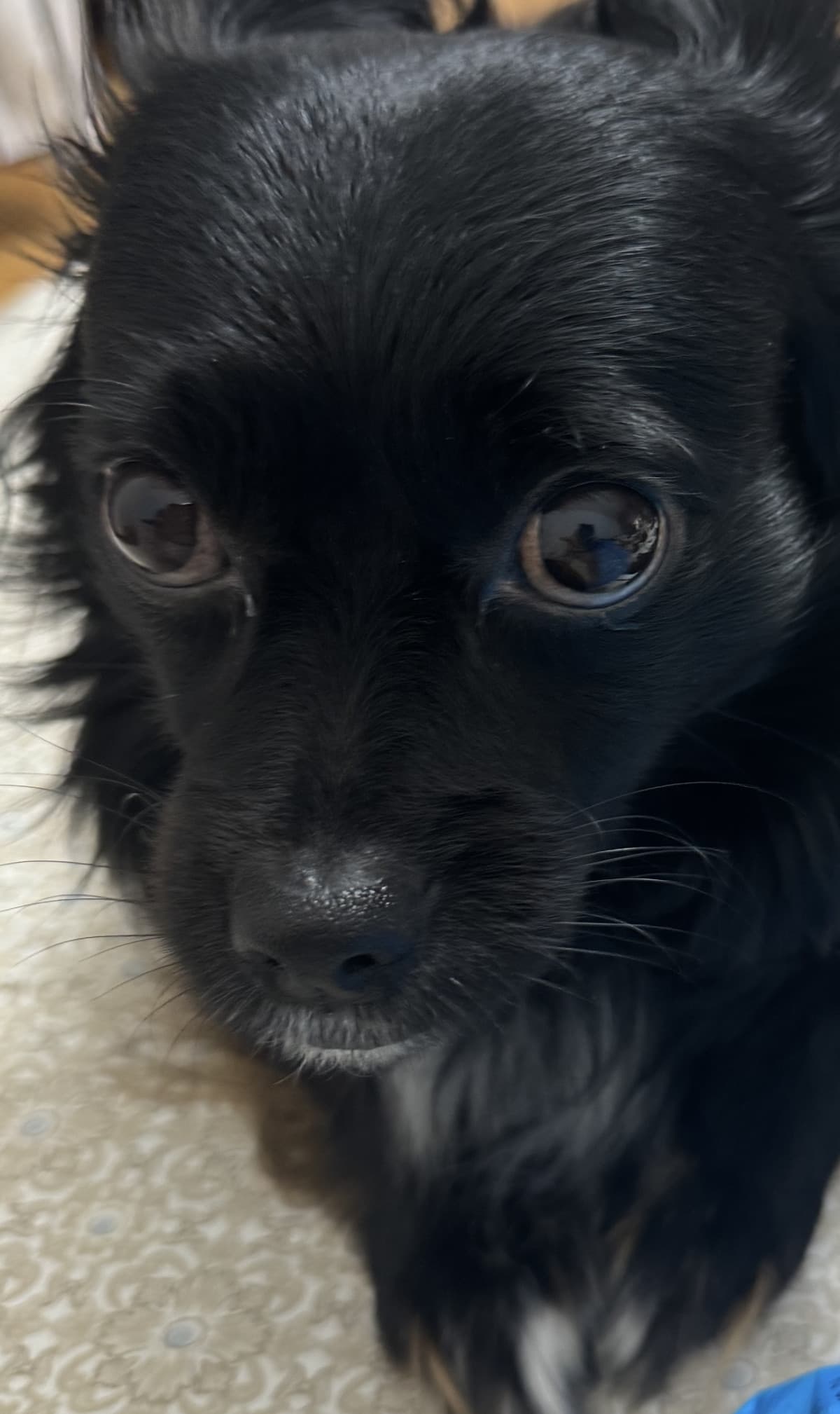 il mio cane appena apro un pacchetto di patatine: