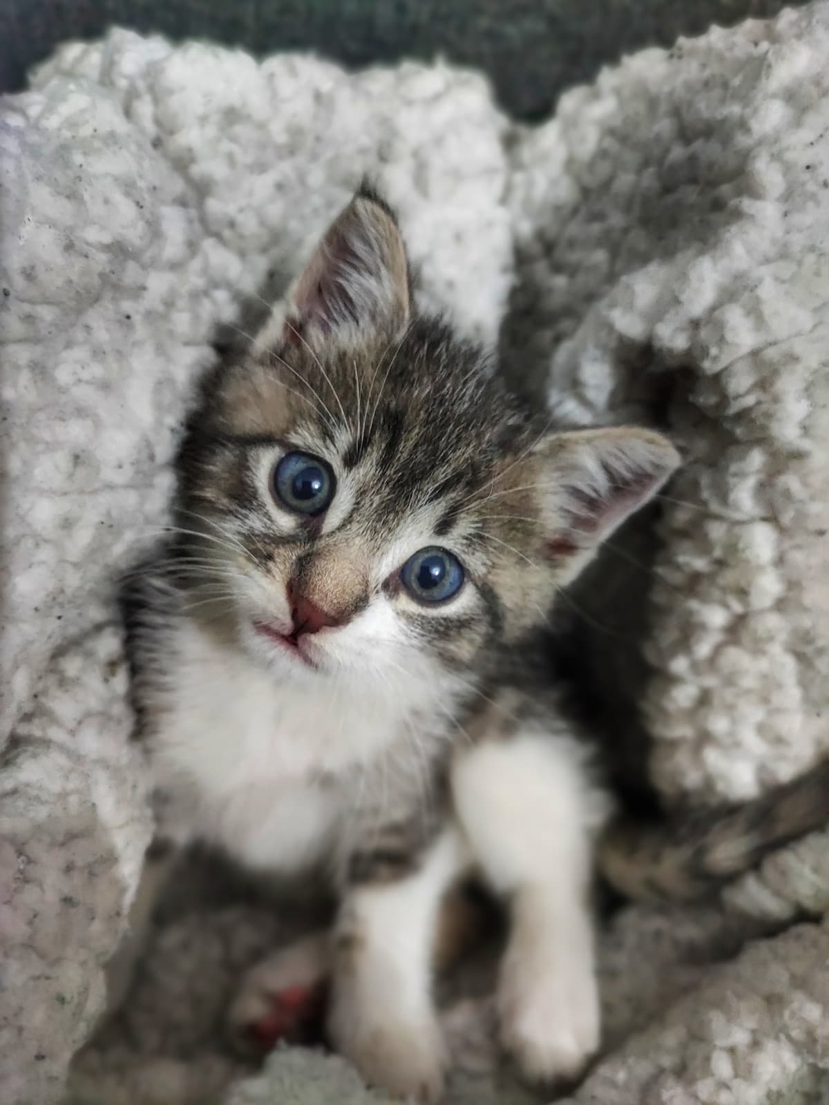 Niente..me lo tengo anche se sarà dura svegliarsi ogni tot per dargli da mangiare..benvenuto Marty😍