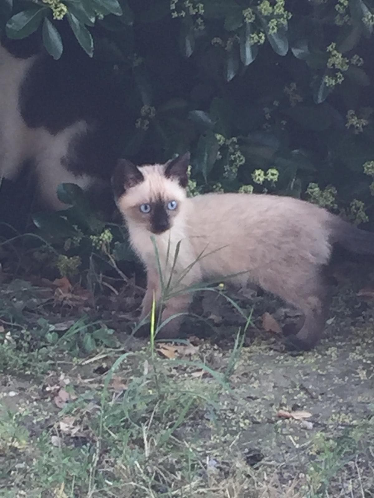 Il mio gattino nato 2 mesi fa ❤