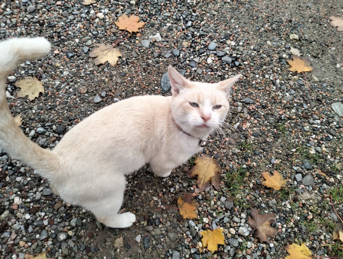 gatto random trovato in giro oggi
