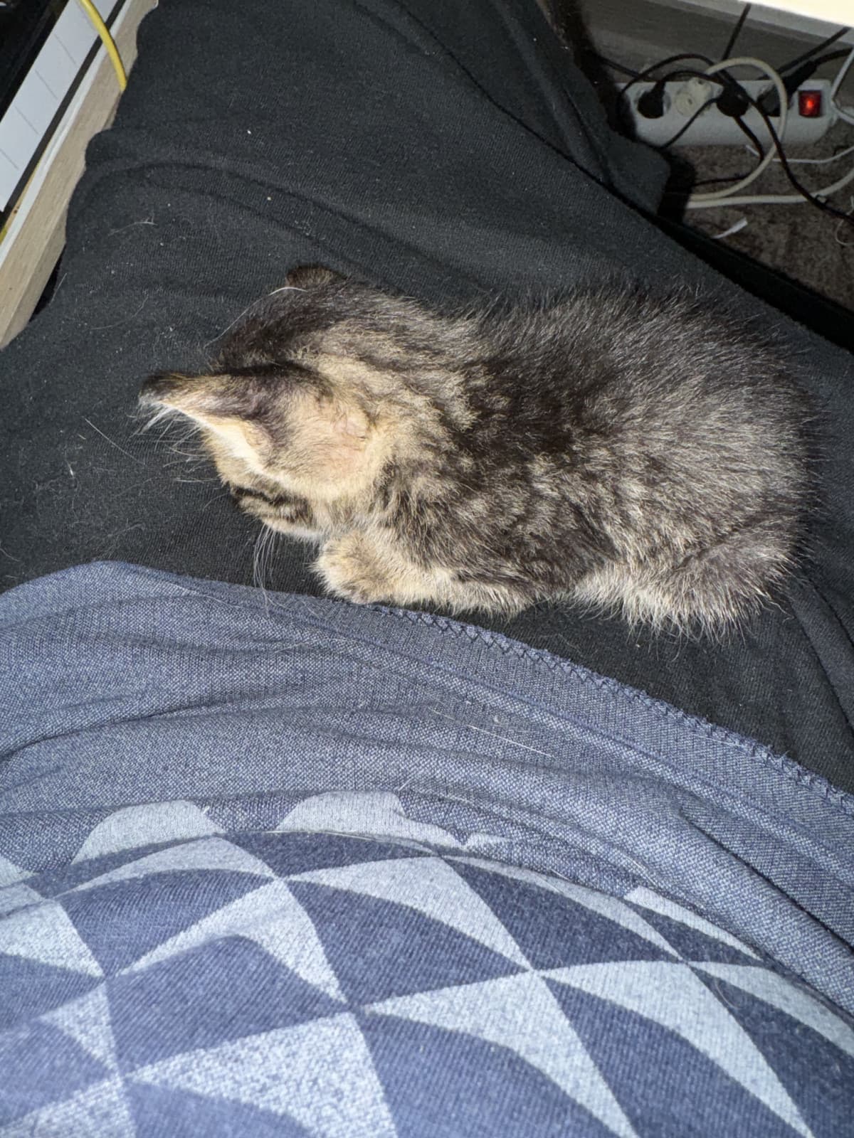 Abbiamo preso sto cosino oggi e non smette di addormentarsi addosso a me 🥹