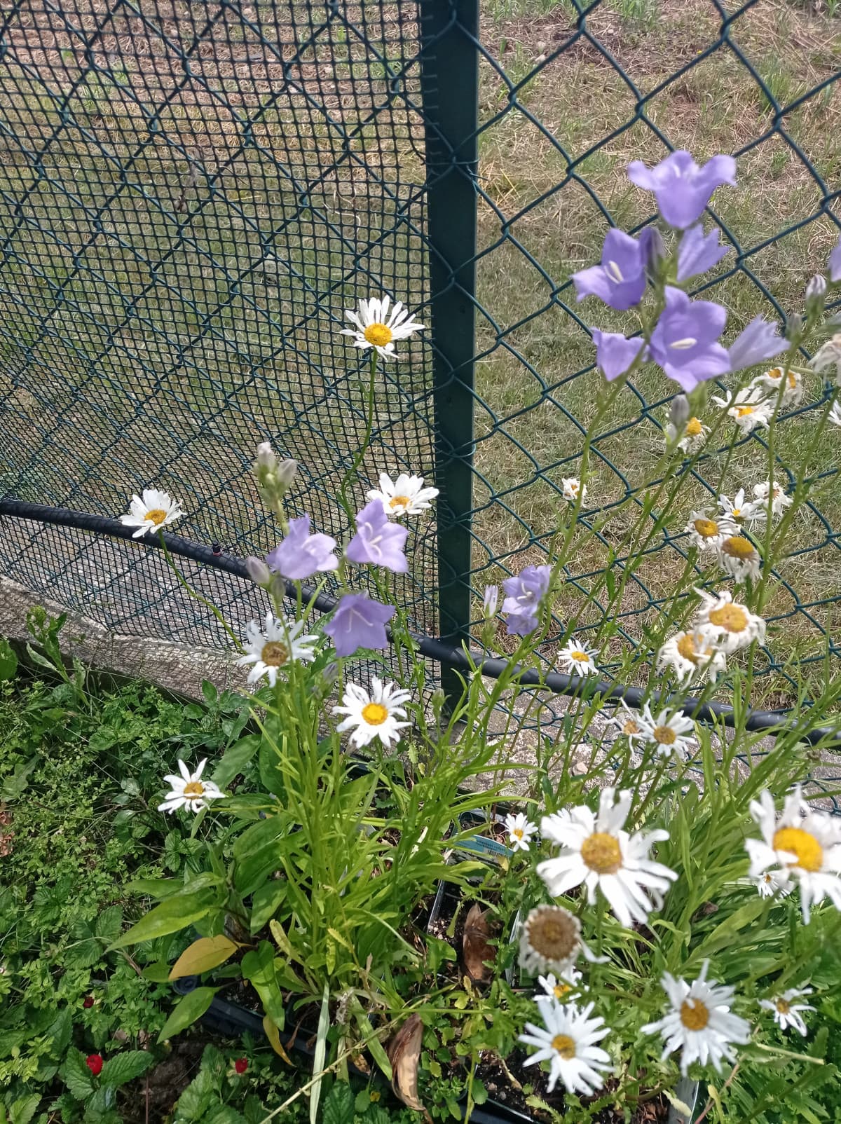 Giardino di casa mia pt. 21 ???