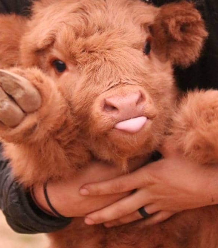 Mi annoio quindi eccovi uno shout con una mucca morbidosa