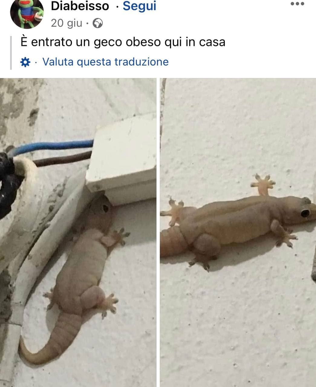 coccolo troppo le mie puttane e troppo poco il mio criceto domestico