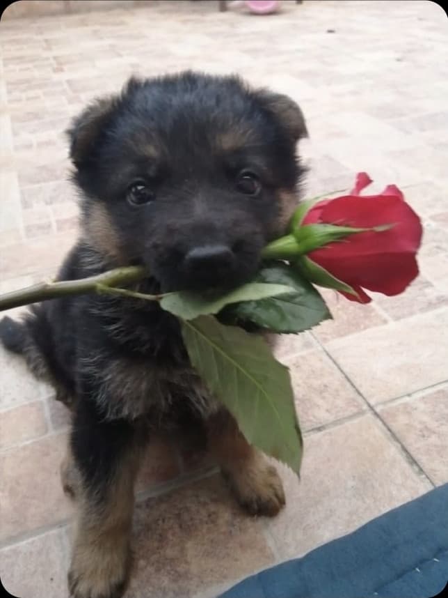 vita da cane #1