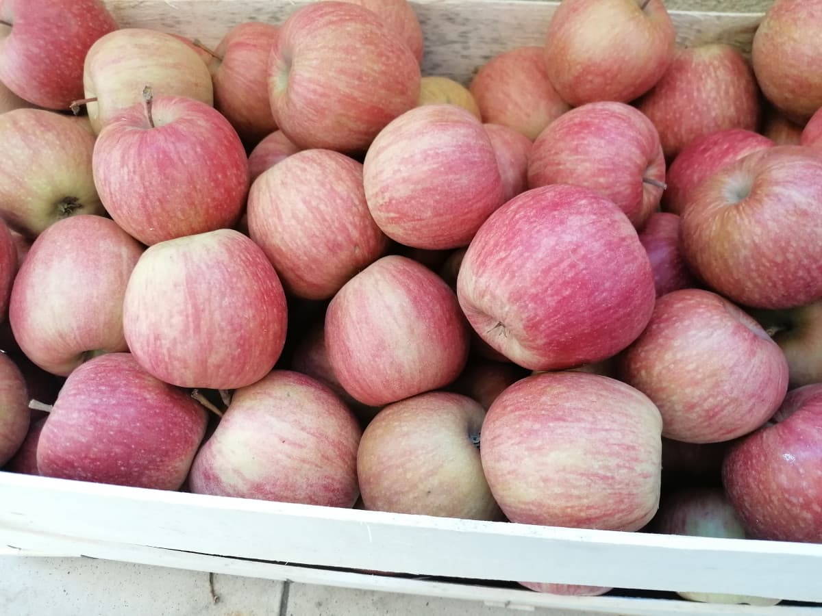 Io che chiedo a mia madre se potesse comperare le mele Gold rose. Lei che risponde dicendo "no, ne abbiamo già troppe di granny Smith". Il giorno dopo... Una cassetta intera. Grazie madre 