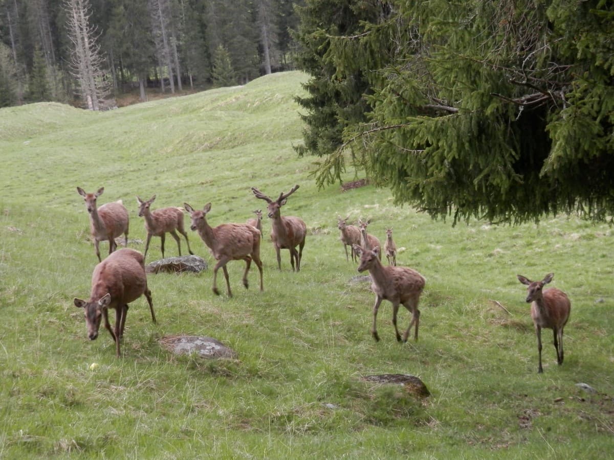 Cervi al parco di Paneveggio di San Martino