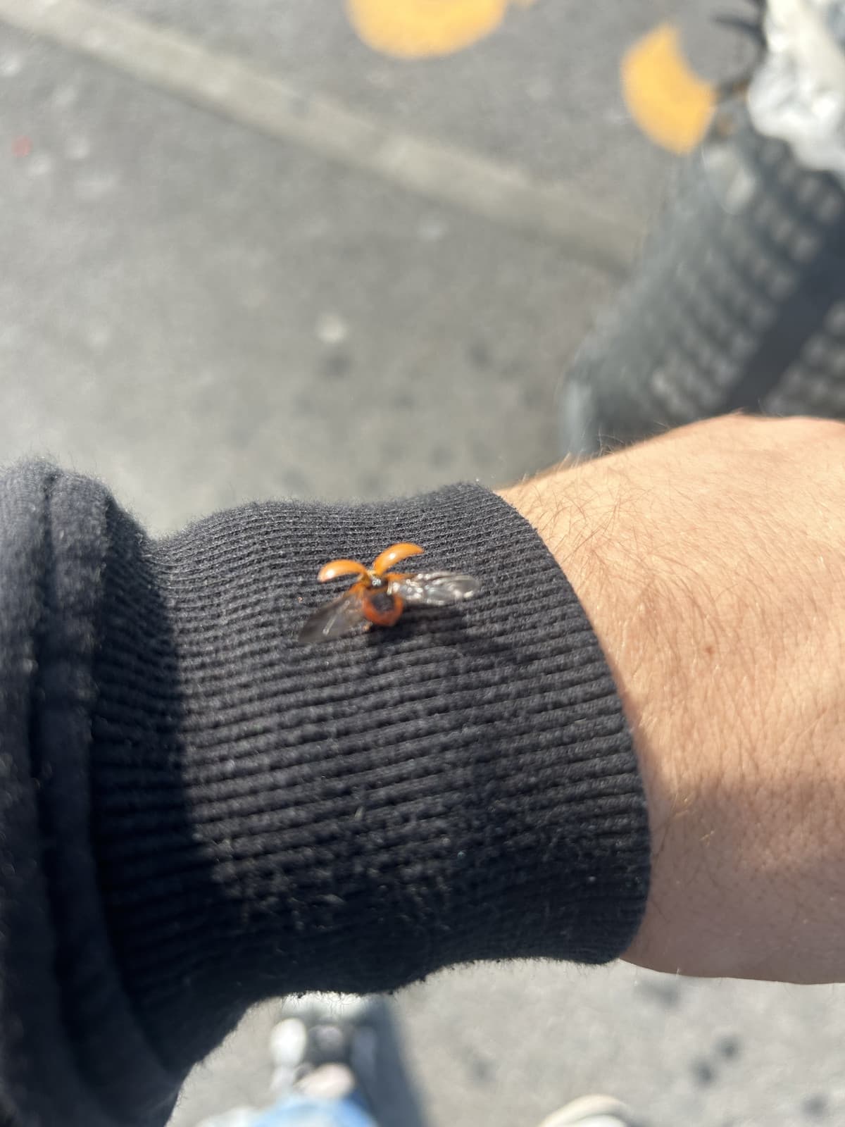 Mi si siede questa coccinella