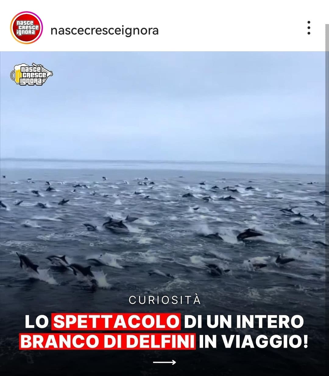 Ma quanto é ignorante la gente, cioé metà dei commenti dicono che sono orche solo perché hanno un colore diverso dal delfino comune, cioé questi non sanno che esiste piú di un specie di delfino