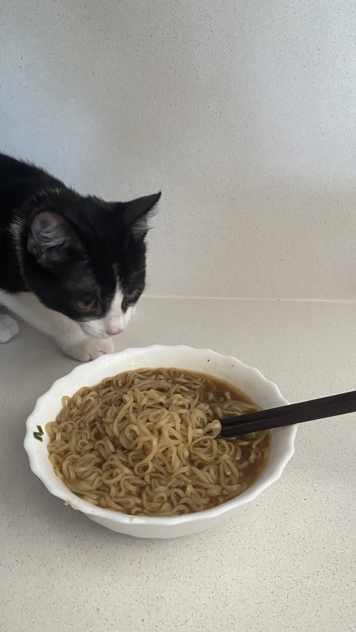 il mio gatto ama il ramen