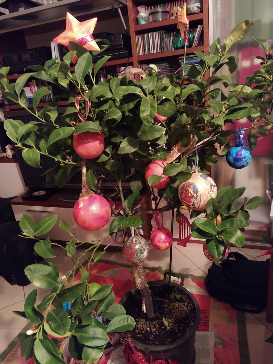 Ecco l'albero di Natale. Sì, è una dannatissima pianta di limone. 