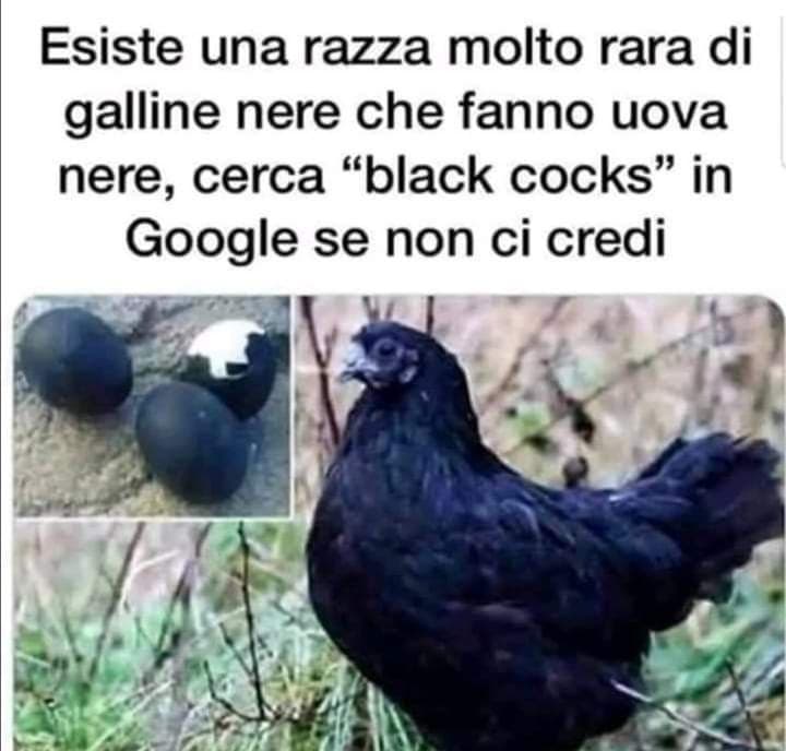 Avanti