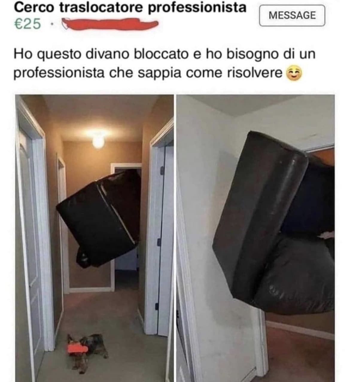 Io sto morendo per come ha censurato la “faccia” del cane per privacy 