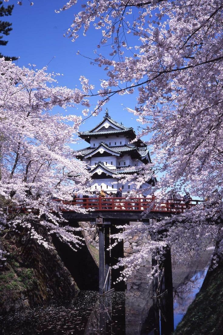 Fioritura dei ciliegi (hanami) in Giappone ?