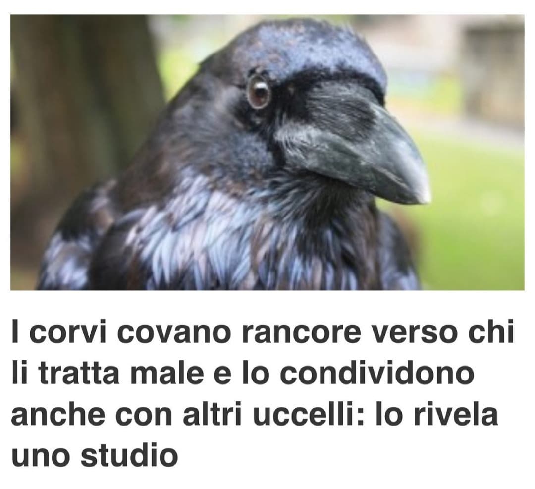 Non sapevo di essere un corvo, prossimamente su Real Timr