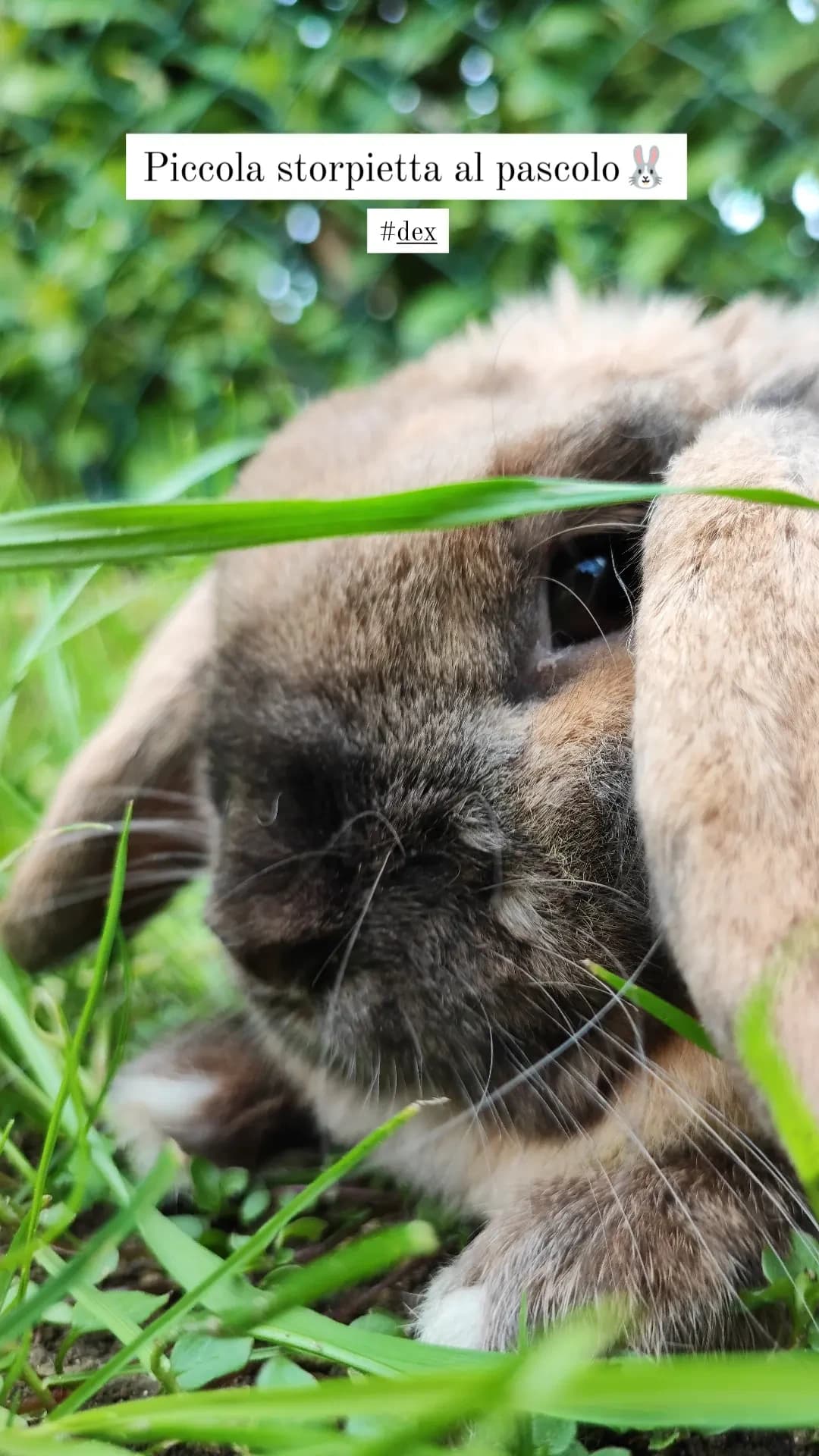 Grassona che non sei altro❤️🐰