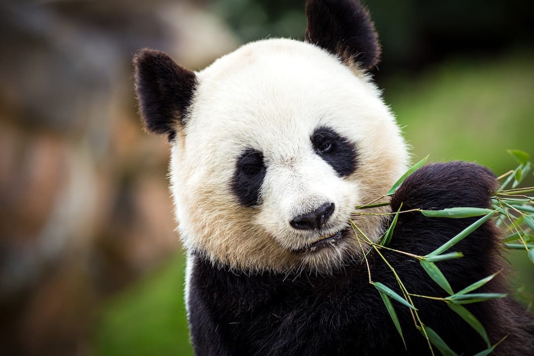 Panda rosso o panda gigante? Chi preferite?