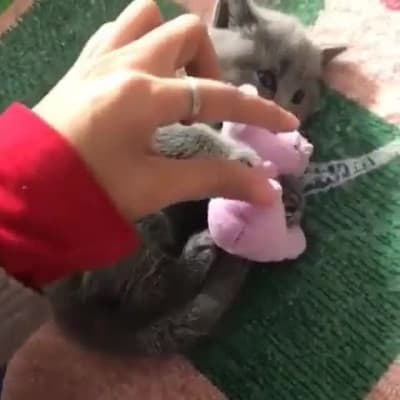 Così a caso eccovi 3 gif di gatti che abbracciano cose