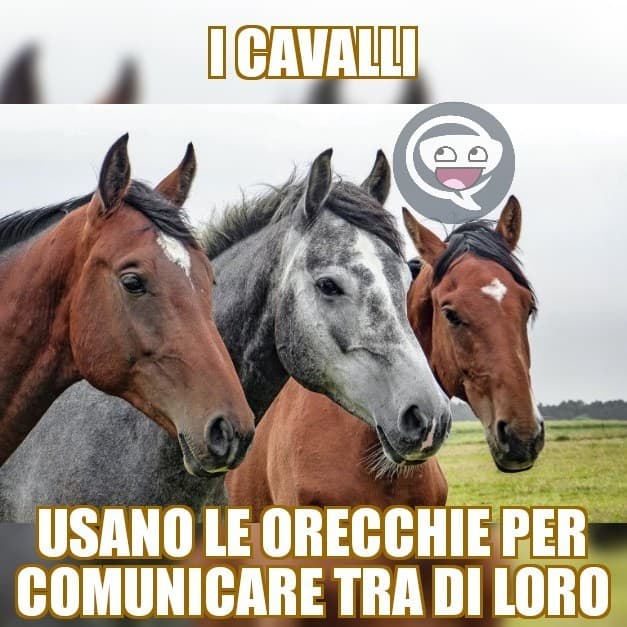 CAVALLO. 