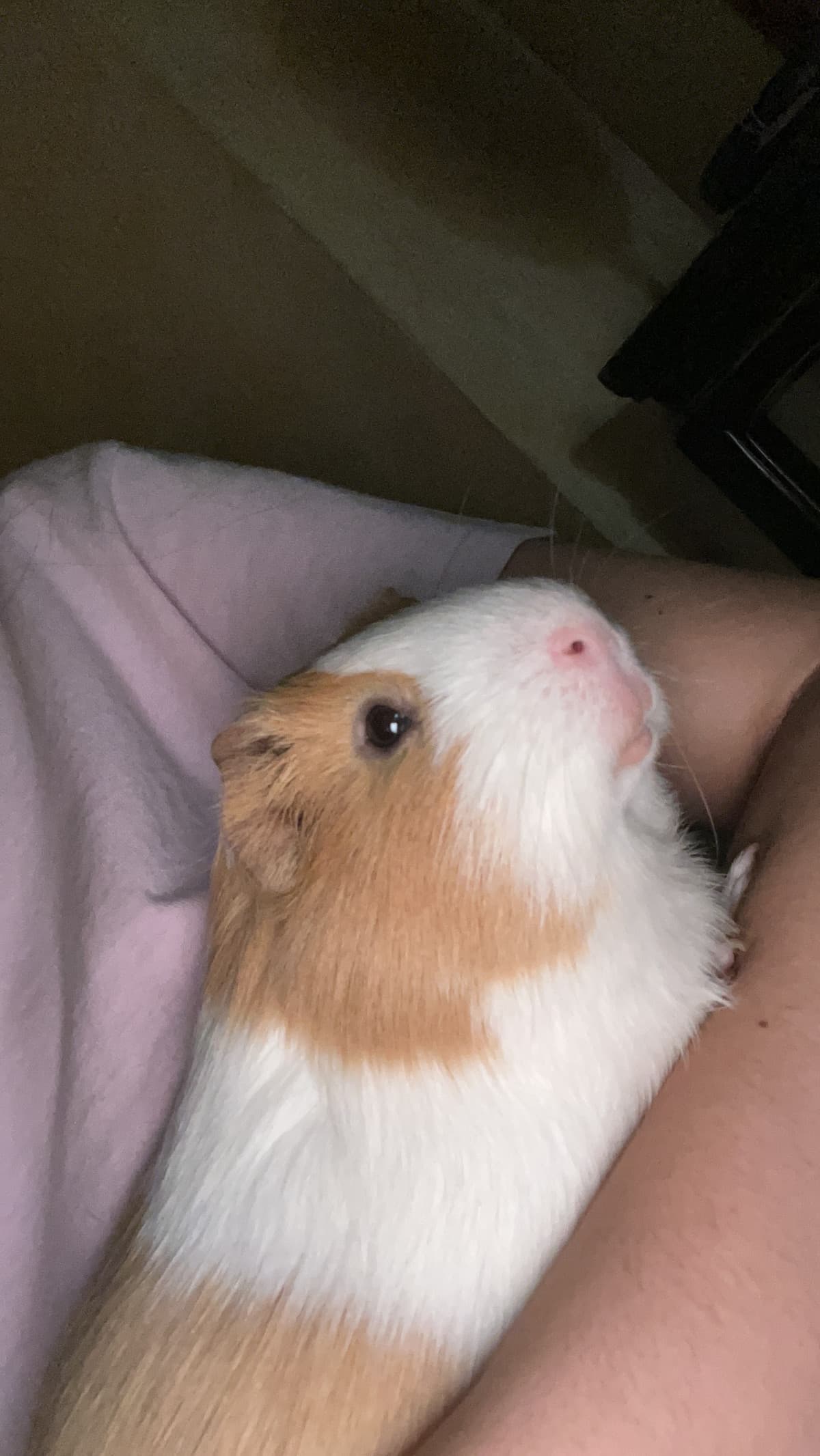 Porcellino