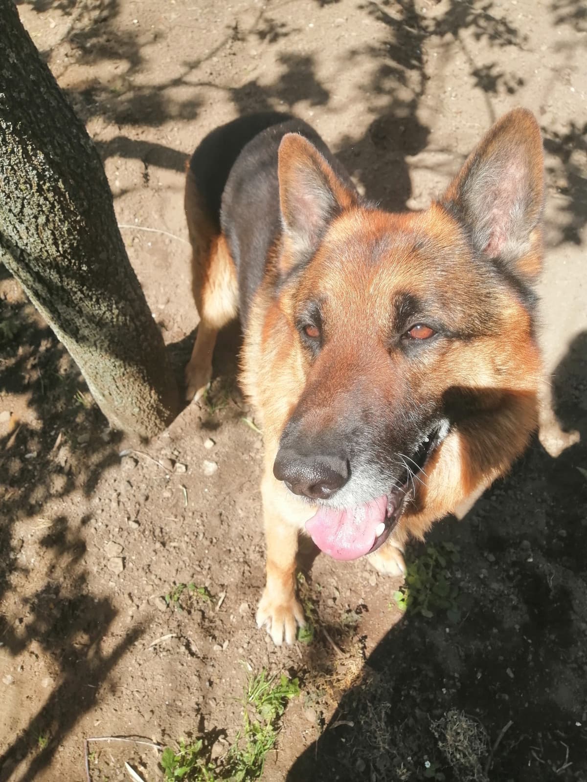 se fossi una cagnolina, questo sarebbe il mio fidanzato ideale