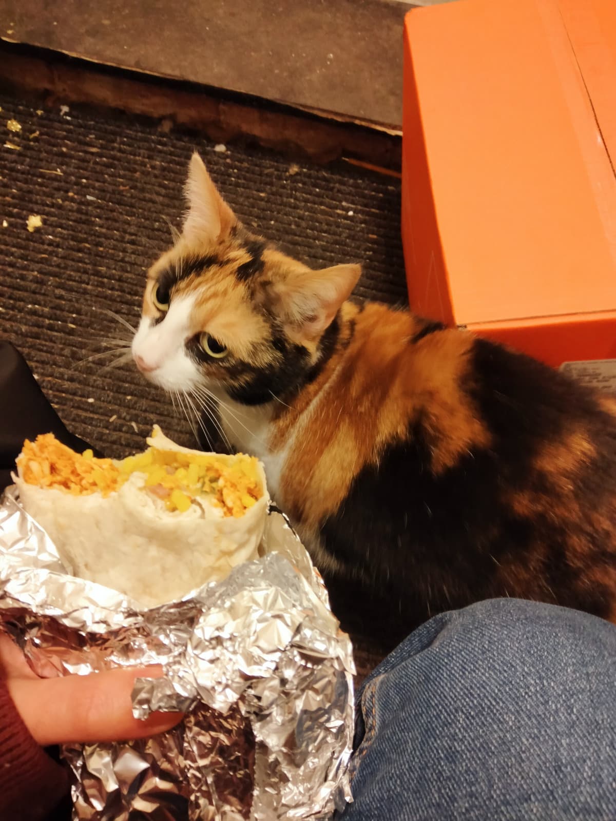 Gatto e burrito 