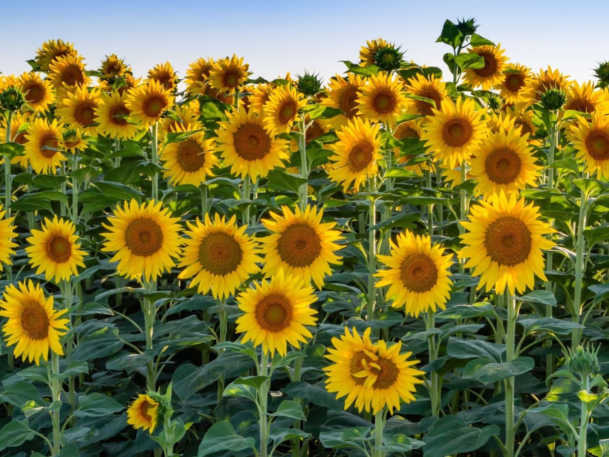 Giorno a tutti! (Si spera che sia buono).