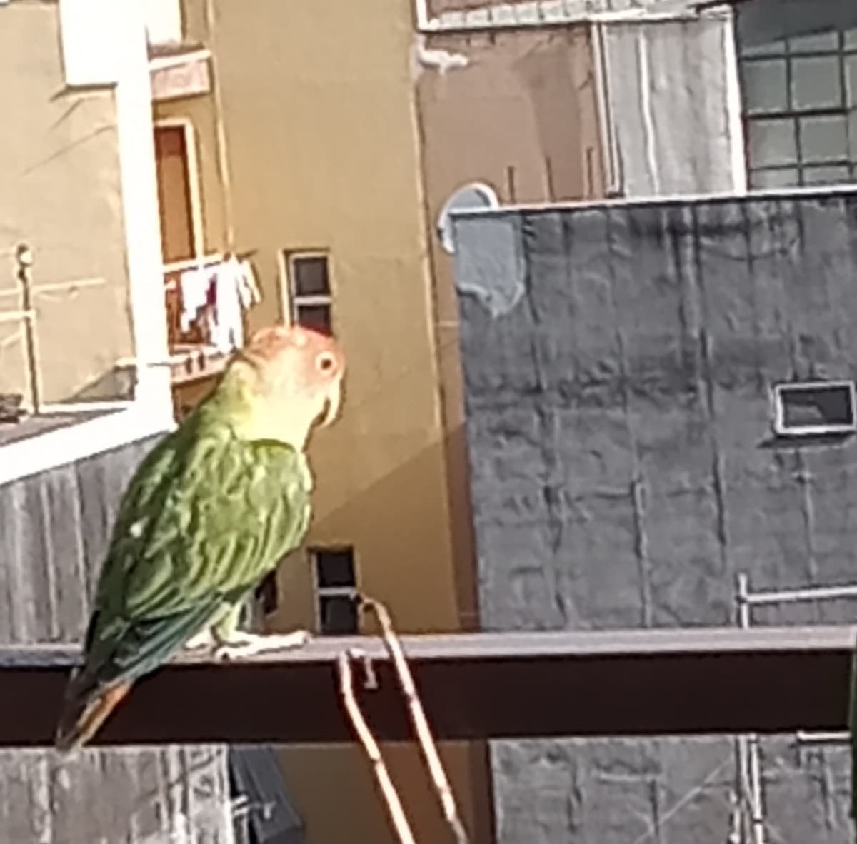 Non io che trovo un 🦜 in balcone