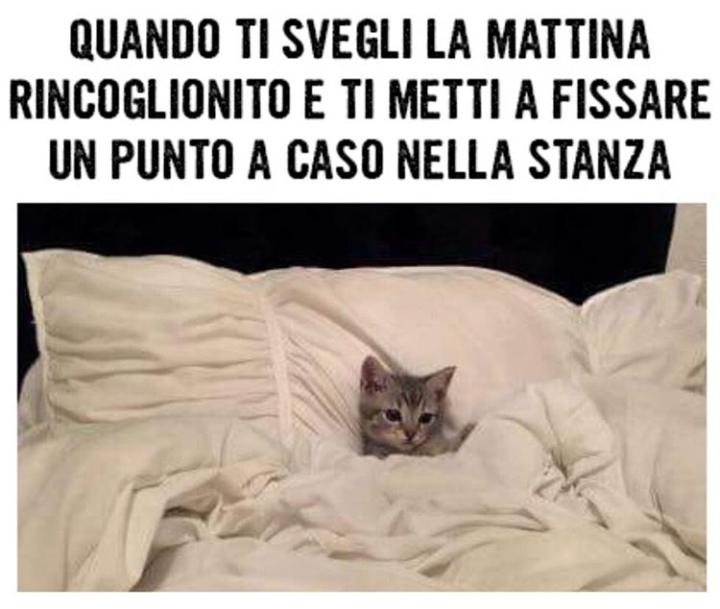 Voglio quel gatto