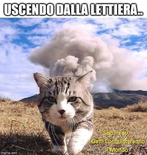 Ho due gatti quindi confermo ahahah