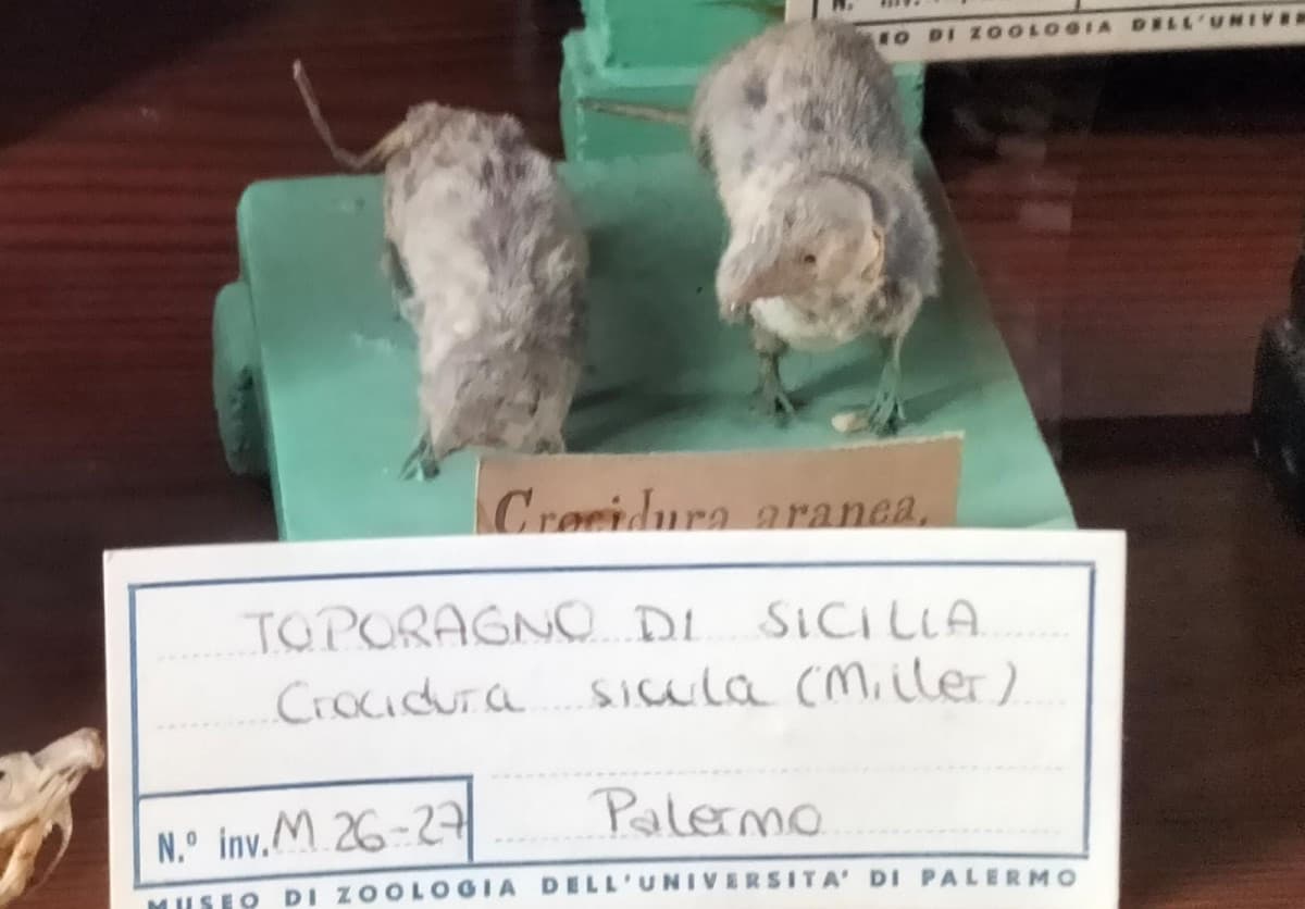 a forza di guardare serie dove parlano napoletano dico "stong ta sfastriat" e i miei amici lo ripetono pure come coglioni al posto di farmi passare l'ossessione  