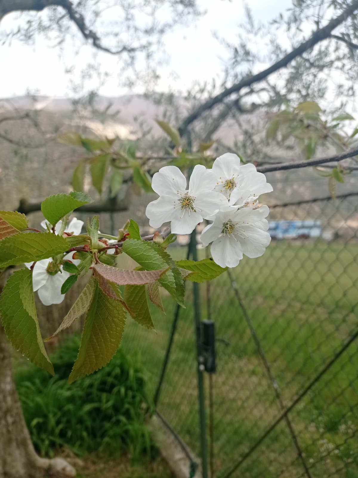 Giardino di casa mia pt.14 ????