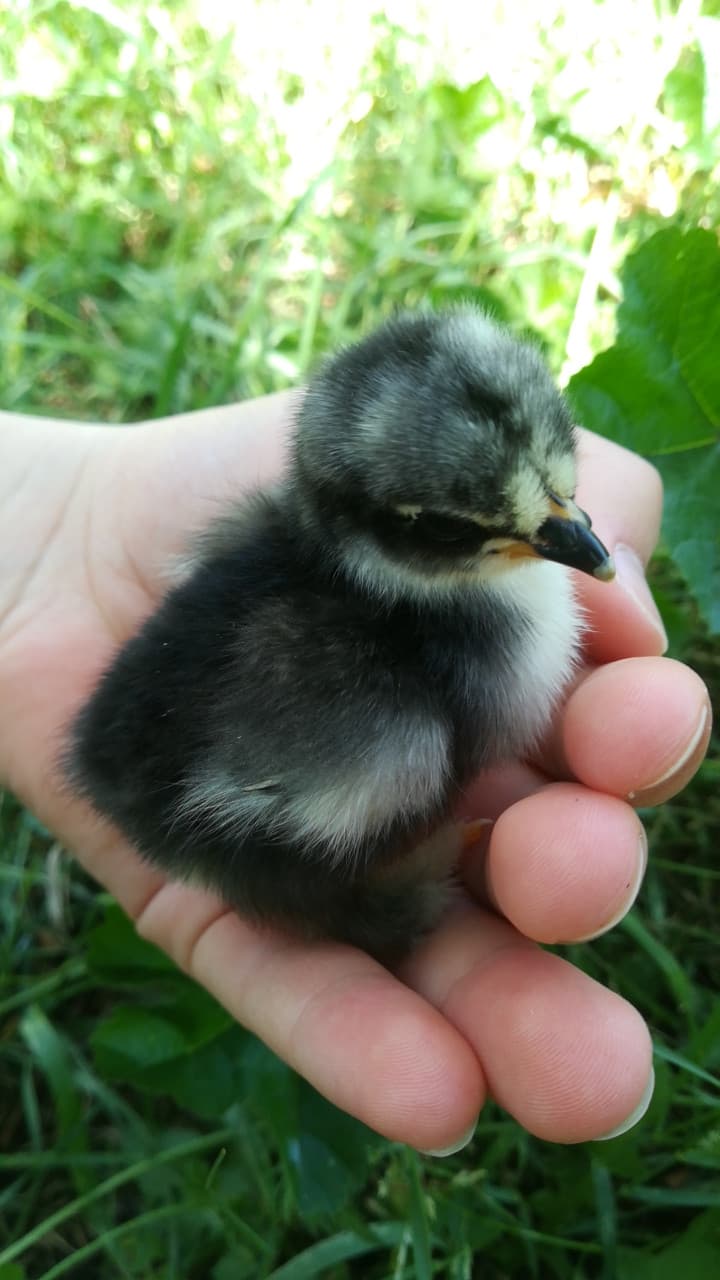 Saluti da Daisy (secondo mia nonna è una femmina, è nata 2 giorni fa) 