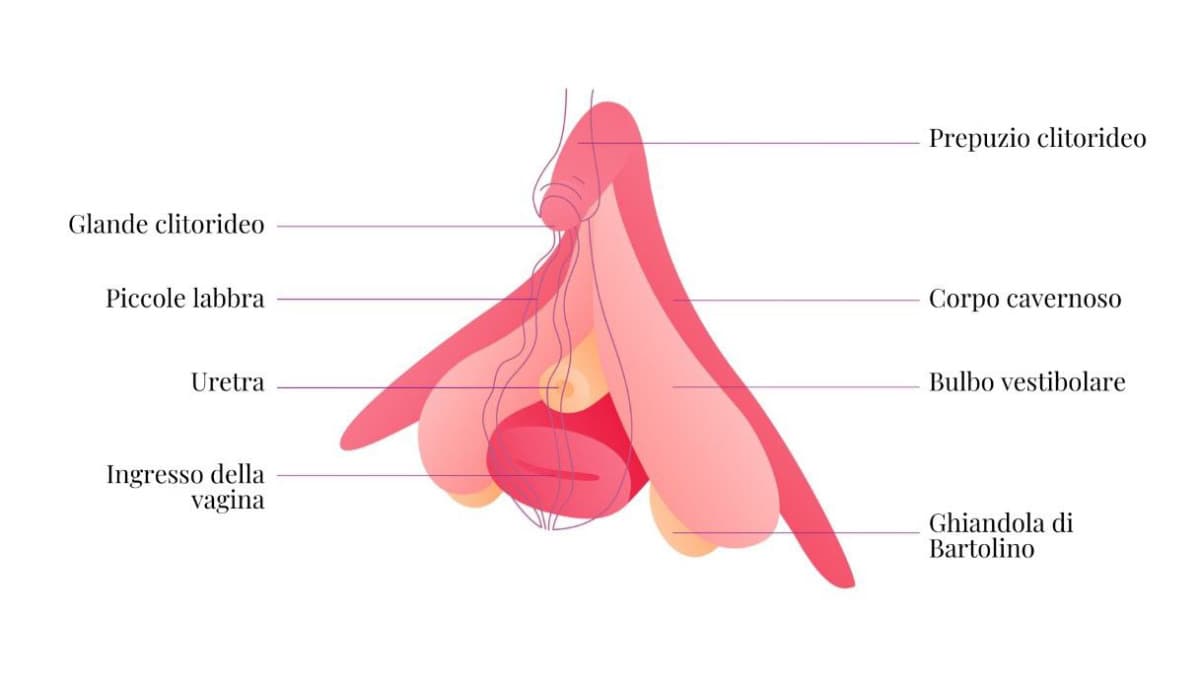 Ecco, questa è l'anatomia di un clitoride femminile