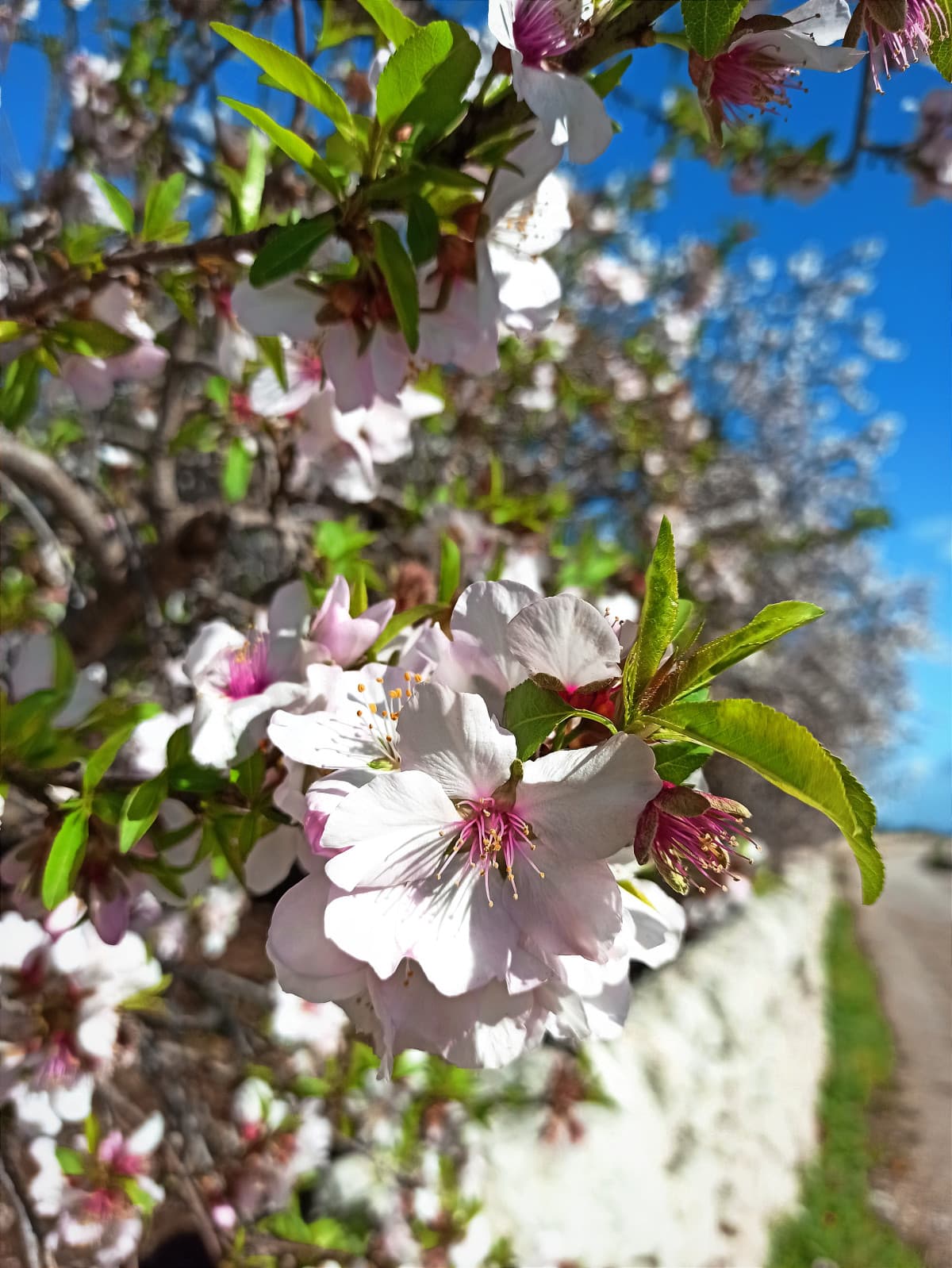 Ultimo mandorlo posting, lo giuro. Adoro i fiori di quest'albero 