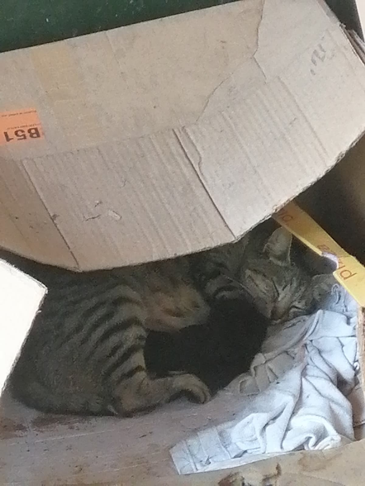 due giorni fa sono nati tre gattini neri AWWWWWW