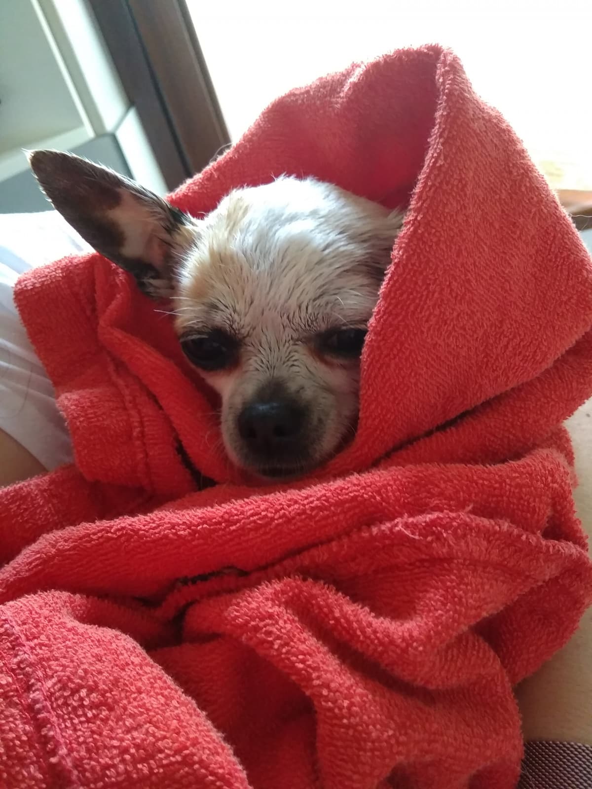 Boh raga come primo shout vi esco il cane dopo il bagno