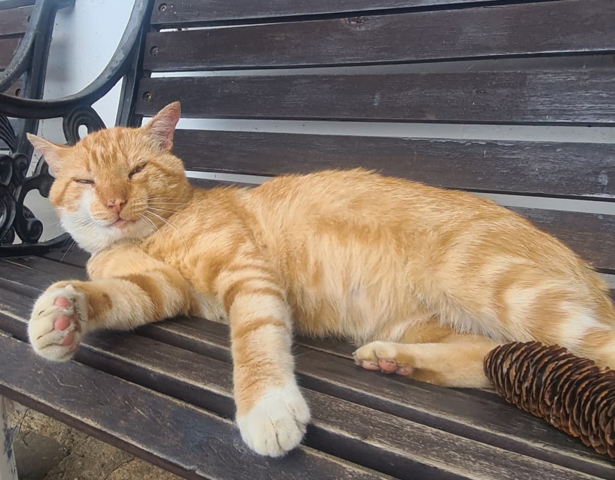 lui è il gatto di mia nonna è antipatico e cagacazzo, non sta zitto un secondo 