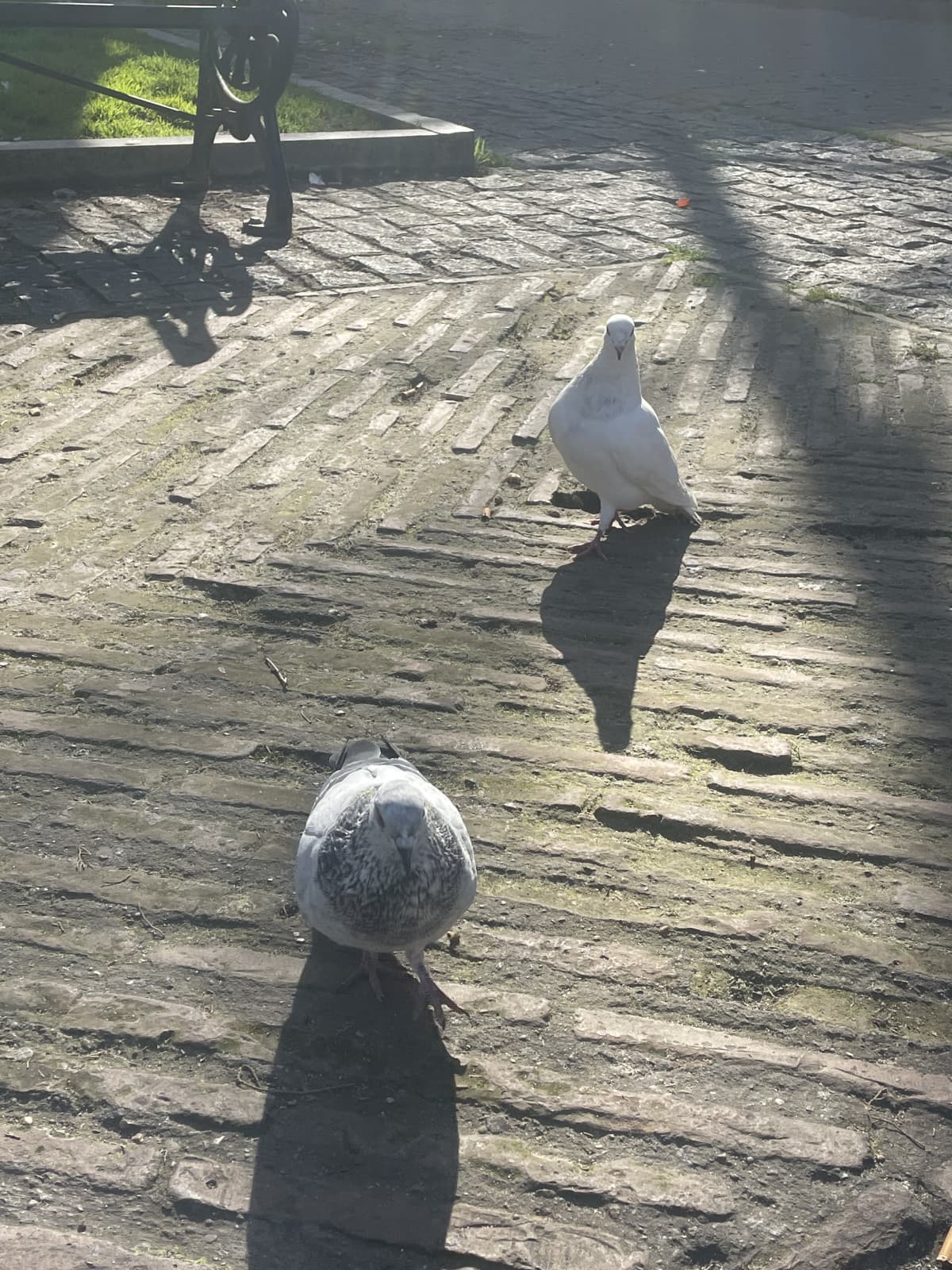 Ecco una foto dei miei nuovi amici spagnoli 