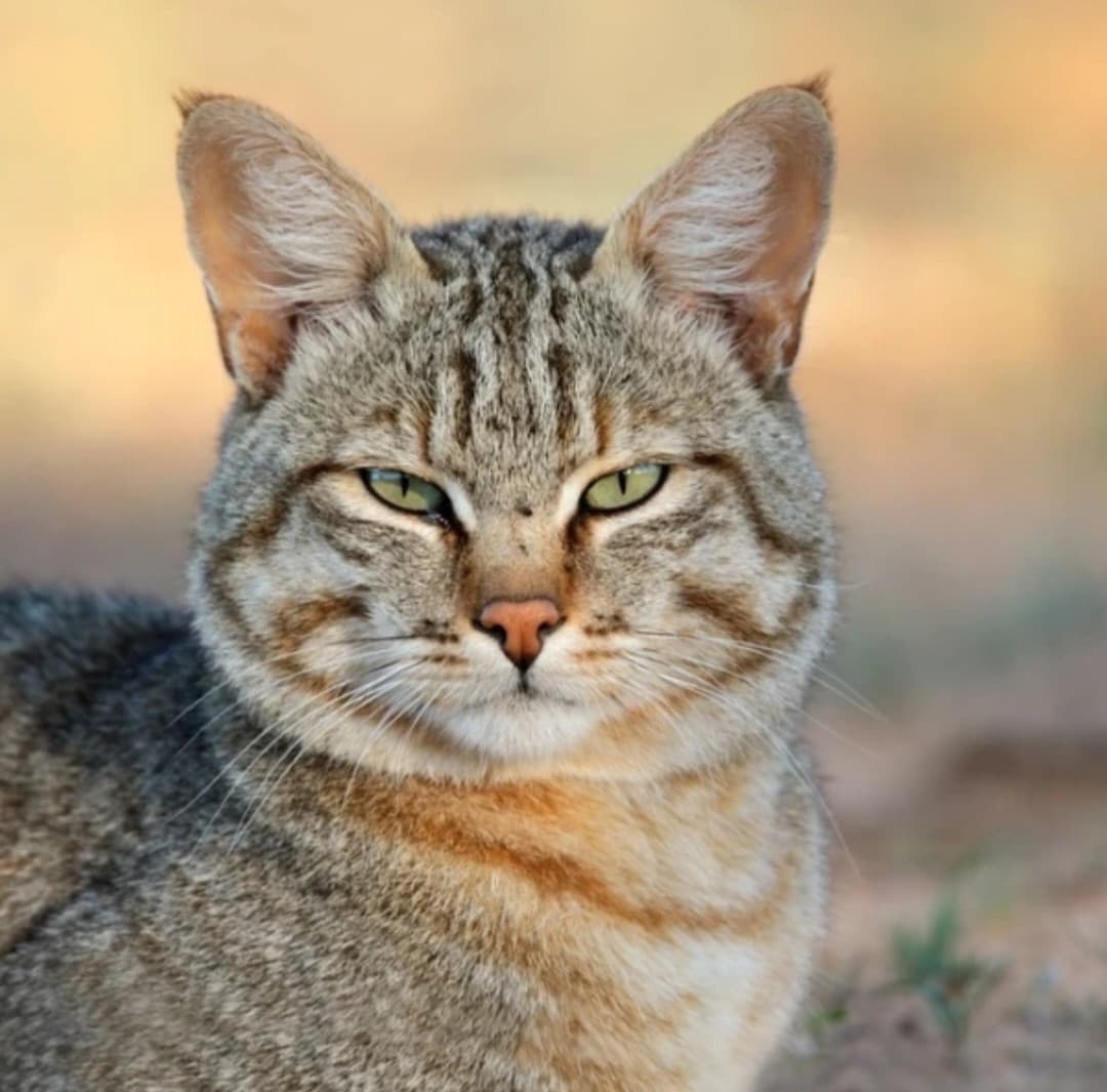 gatto selvatico africano