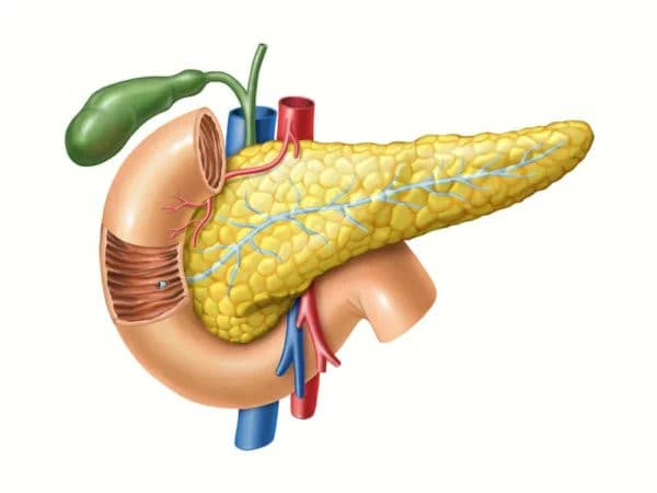 Un importante studio su Nature rivela come le cellule tumorali del pancreas possano utilizzare l'uridina come "nutrimento" per sopravvivere. (Descrizione)