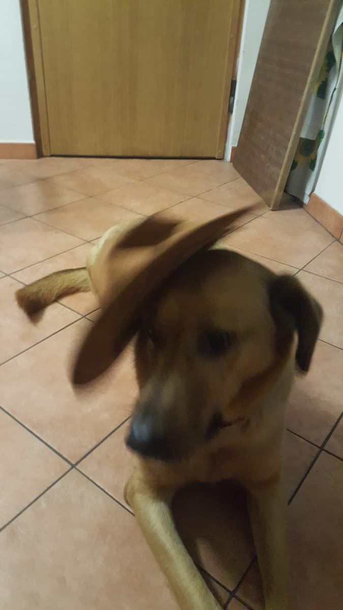 NON SARAI MAI UNA VERA COWGIRL SENZA IL CAPPELLO DESY.