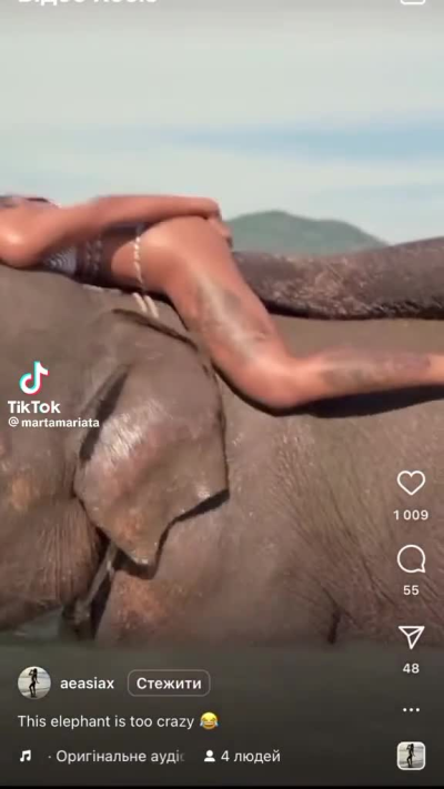 Elefante porcellone 🤣